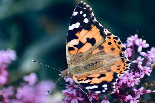 Item #90242850713282573943473333333408540290237184150123135597774242563873805697025 Media