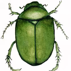 Beetlebug
