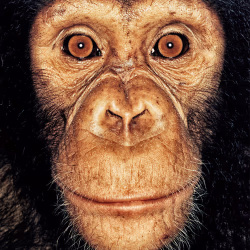 109162157552346088047496633038404394118504199992061596446112929716180850049025