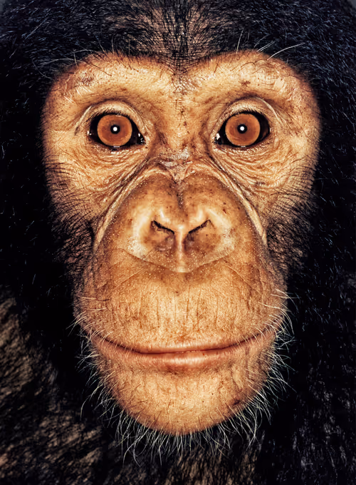 Item #109162157552346088047496633038404394118504199992061596446112929716180850049025 Media