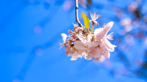 Spring in California
