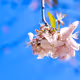 Spring in California