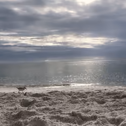 Piping Plover