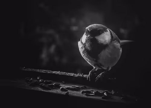 Photography Adventures V3
