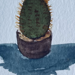 cacto (5)