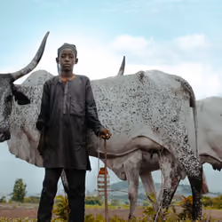 the HERDS BOY