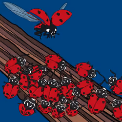 Ladybugs 1