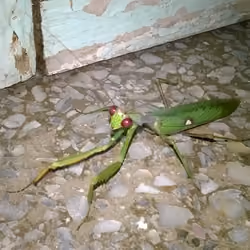 Mantis