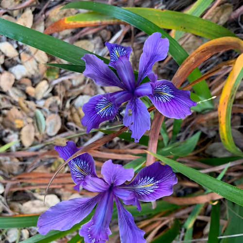 Item #81393590591900820048764161252744971355919767669927954307435201789294282801153 Media