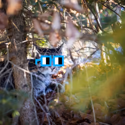 Noun_the_Cat 0004