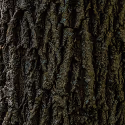 Tree Bark 1