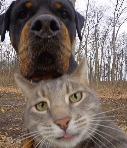 Item #12432533090897662026869168976523784185628976291471842491353891647833830850561 Media