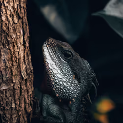 Lurky Lizard