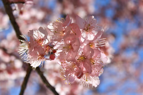 Item #88341892428238457671163359138931352612055705478125639874456303508314105315329 Media