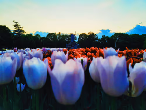 Item #88096187135023197502830601986588997816911014051700883464461199691672365039617 Media