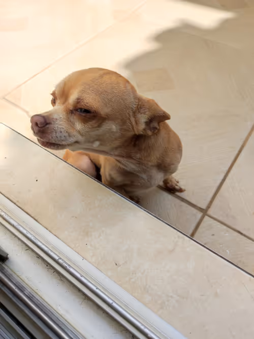 Item #67037274440608150470100459990670935726162063003688534097553106984955155578881 Media