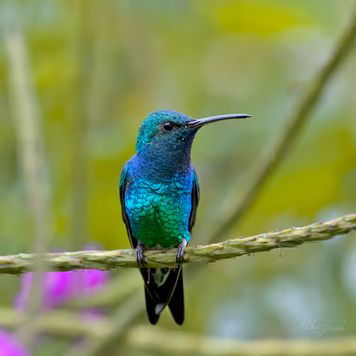 Item #76723362783280478533997952640177478162370392864243199552253501732698632224769 Media