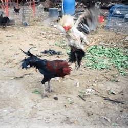 Game of fowl round 1