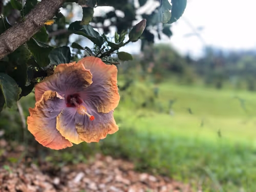 Item #111384347419130010131898734196272882001680551158239169533315207298774690955265 Media