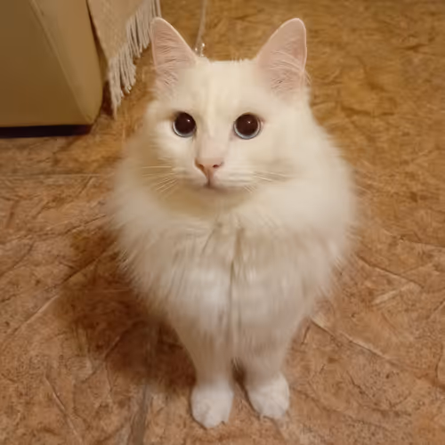 Item #763224073280193224173041358155125596503139434424356380946212149765016125441 Media