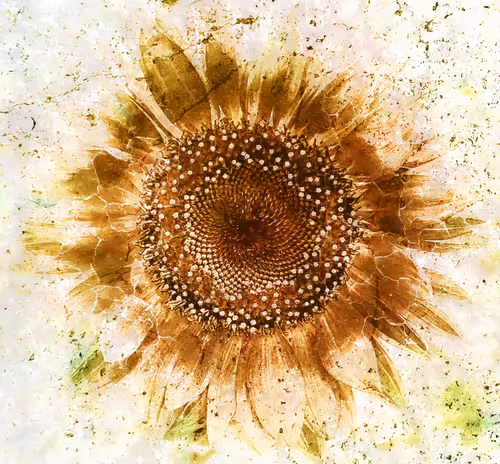 Item #53073962384740899042870870795060500405359257335471181905092539551634753060865 Media