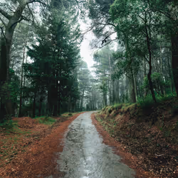 #015 Forest