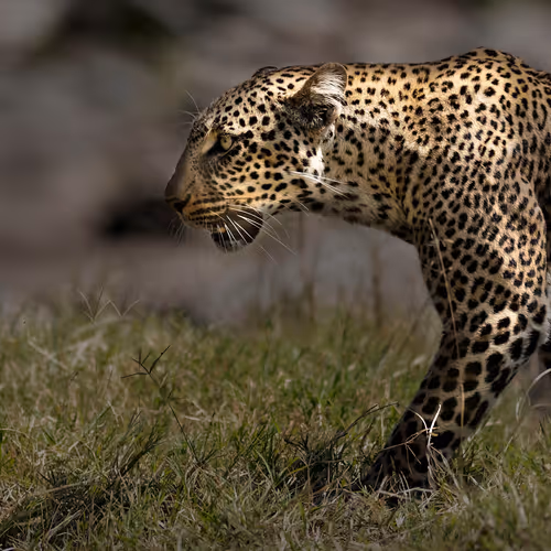 Baishakhi_wanderer Collection - old