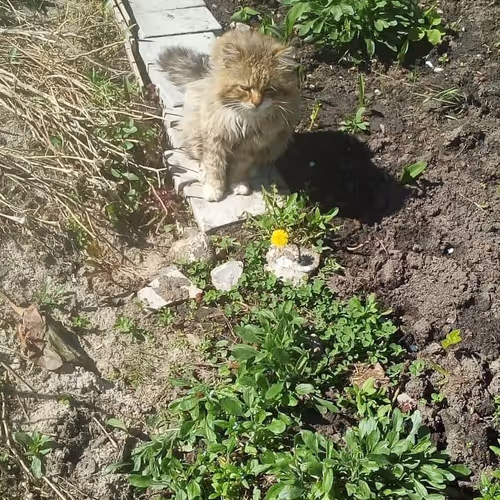 Cat in Garden