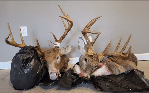 Untitled Collection #131887047 - old