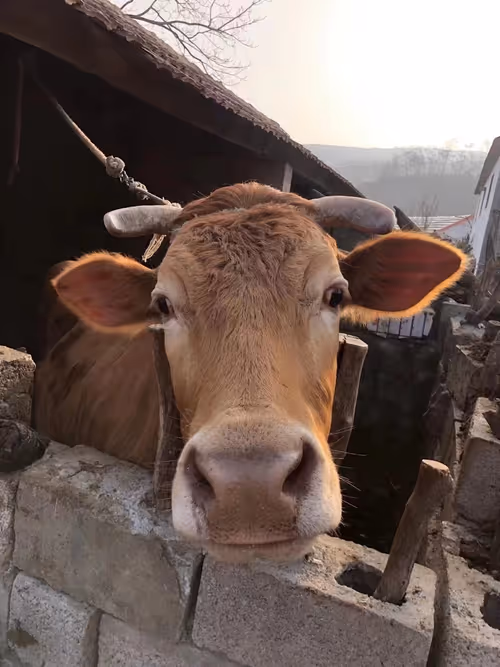 Item #88172616641088343963261196748694708073223342560525861754629692844563819921409 Media