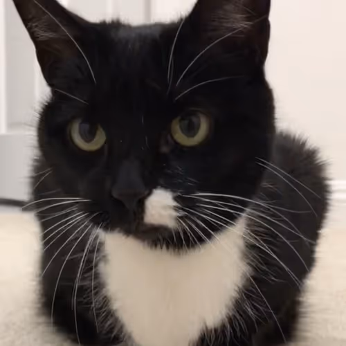 MattUniversal Collection