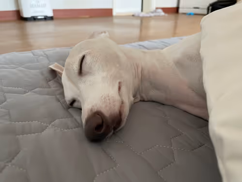 Item #31308414239508318392637923756964982430990275686329723574014211378680877285377 Media