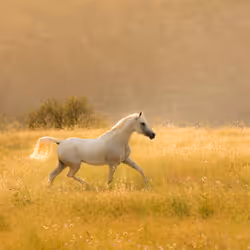 12333759371985289416686528618250941787801478820548931806244366488835228434433