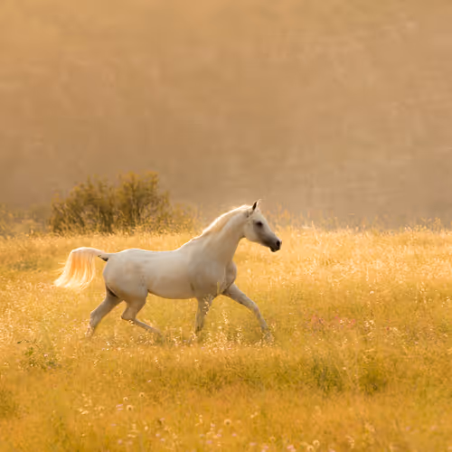 12333759371985289416686528618250941787801478820548931806244366488835228434433