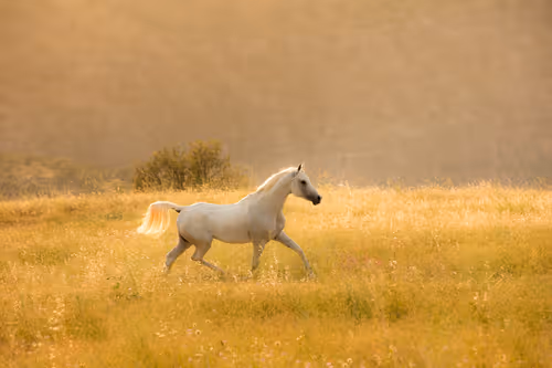 Item #12333759371985289416686528618250941787801478820548931806244366488835228434433 Media