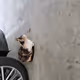 cats!!!!