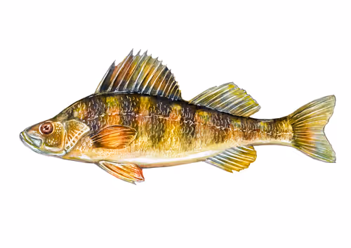 Item #3373511441100752949956833568565182299272923617678340829629130243514350698497 Media