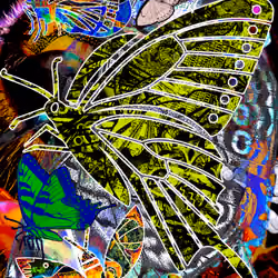 butterfly awaken