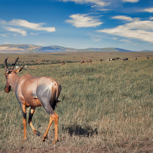 Hoofs n Horns #2 - Topi