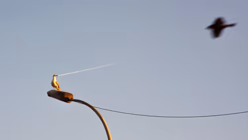 Item #45698053960438807051727633621105073210005053048443120307747772232532729266177 Media