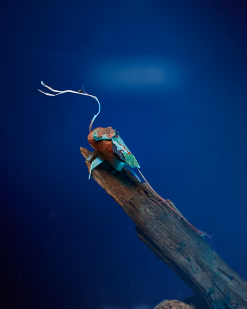 Item #109516060790128716410476023957010007194992899360469946350860993269913685590017 Media