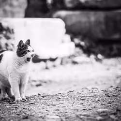 Nostalgic Cats #19