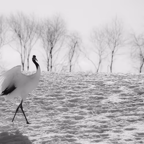 Untitled Collection #4190306794