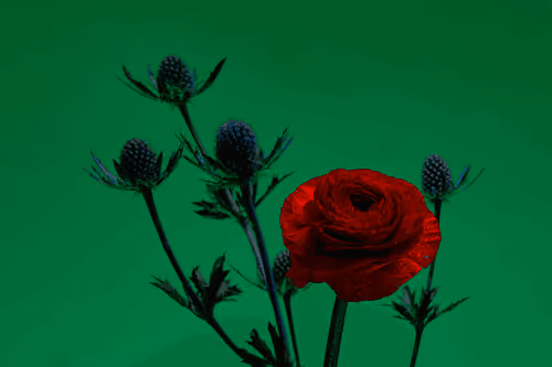 FLORA 002: Ranunculus v. ii