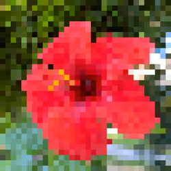 Red Hibiscus #002