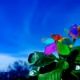 5141257628270165658499061813259123528399455140398180170862014751140927766529