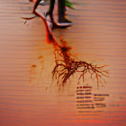 Roots Bloody Roots