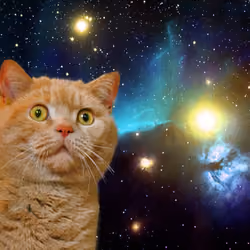 Catstronaut