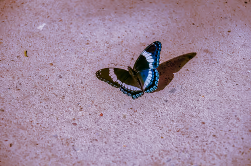 Item #53066580447893182690859255571300366451776015640198026771655436629216185024513 Media