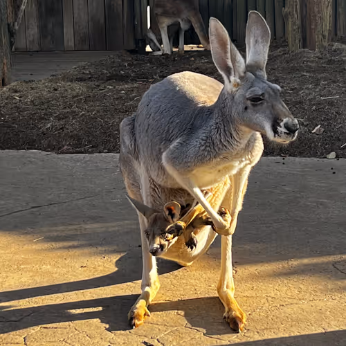 kangaroo